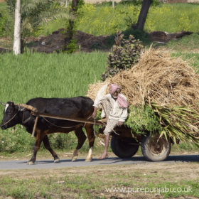 Pure Punjabi Rural Punjab