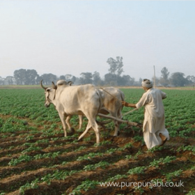 Pure Punjabi Learn Cook Eat Meal Prep Box, Cookery School, E-learning, Weddings, Pop-up Restaurants and Privat Dining